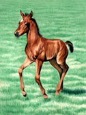 Mares and Foals, Equine Art - Look at Me GO!